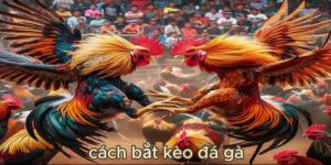 cách bắt kèo đá gà