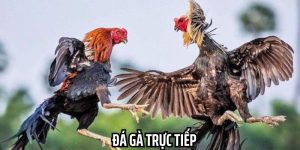 đá gà trực tiếp kuwin