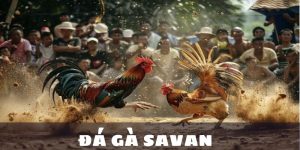 đá gà savan