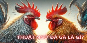 thuật ngữ đá gà kuwin